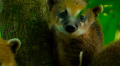 Nascente Azul: Onde a Fauna e a Natureza Criam um Espetáculo Único em Bonito/MS