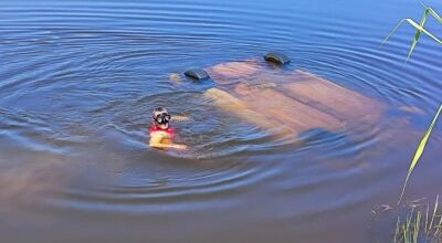 Família morre afogada após carro cair dentro de em rio em Mato Grosso do Sul