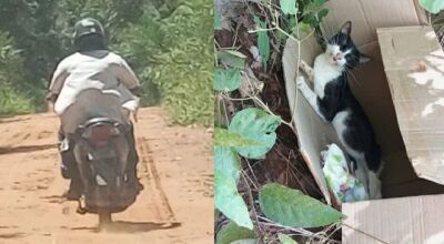 Gato morre após ter rabo arrancado e ser deixado em rodovia de MS