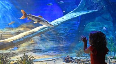 Bioparque divulga hor&aacute;rio especial de Carnaval; local contar&aacute; com apresenta&ccedil;&otilde;es musicais