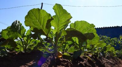 SES abre chamada para coletânea de boas práticas em nutrição