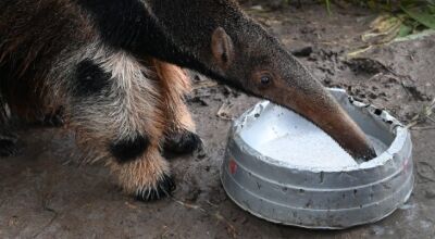 Tamanduás tratados pelo Imasul ganham nova chance na natureza