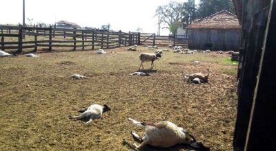 Cães matam 11 carneiros em propriedade rural de Bonito