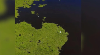 Imagens aéreas mostram pássaros sendo engolidos por imensidão do Pantanal