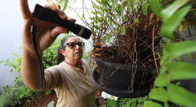 MS registra 4.796 casos confirmados de dengue