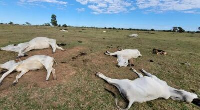 Proximidade de frio intenso renova alerta para risco de morte de animais por hipotermia