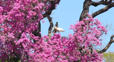 Novo regramento ambiental e monitoramento via satélite ajudam a reduzir supressão vegetal no Pantana