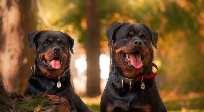 Rottweilers invadem casas e matam filhotes de gatos em MS