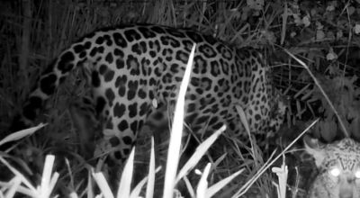 Onça Miranda, tratada pelo CRAS e depois solta na natureza, aparece com filhote no Pantanal
