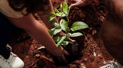 Plantando o futuro: Empresa de reflorestamento atua na recuperação de áreas degradadas em Bonito