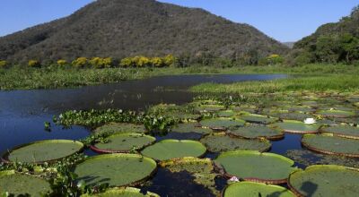 PSA Conservação: Governo de MS destina R$ 30 milhões para propriedades com vegetação nativa