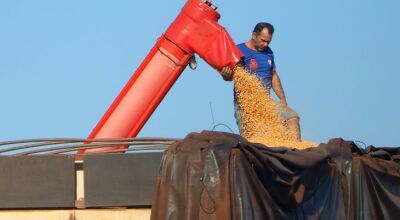 Mato Grosso do Sul bate recorde na produ&ccedil;&atilde;o de milho, superando 14 milh&otilde;es de toneladas