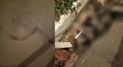 Gato &eacute; encontrado morto com vela entre patas em MS
