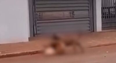 Pit bull foge de casa e mata cachorro da vizinha em MS