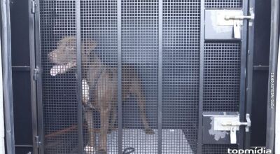 Pinscher morre ap&oacute;s ser atacado por Pitbull em Mato Grosso do Sul