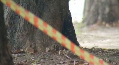 Trabalhador rural morre em ataque de abelhas em Mato Grosso do Sul