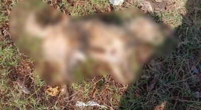 Cachorros est&atilde;o morrendo e moradores suspeitam de envenenamento 