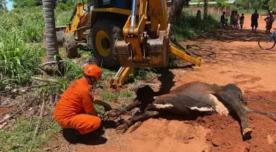 Vaca cai na fossa e mobiliza Bombeiros e Prefeitura em MS