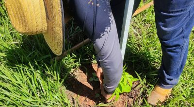 Prefeitura de Bonito realiza replantio de &aacute;rvores vandalizadas no acesso ao Balne&aacute;rio Municipal