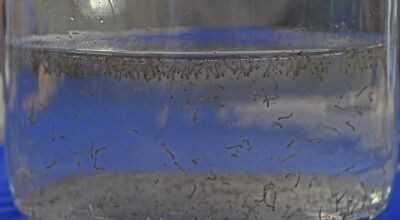 MS registra 8.319 casos confirmados de dengue