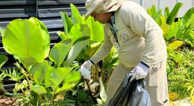 Estudo associa presen&ccedil;a da Wolbachia &agrave; queda da dengue