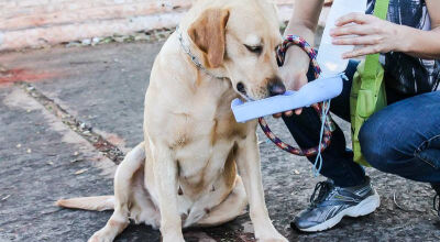 S&iacute;ndica apanha com coleira de cachorro durante discuss&atilde;o em condom&iacute;nio em MS