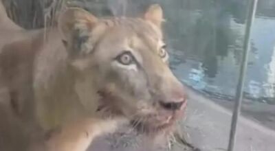 Leoa que matou jovem em zool&oacute;gico n&atilde;o ser&aacute; sacrificada 