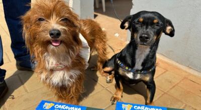 Governo de MS encerra 2025 com mais de 16 mil animais castrados e avan&ccedil;os hist&oacute;ricos na prote&ccedil;&atilde;o da 