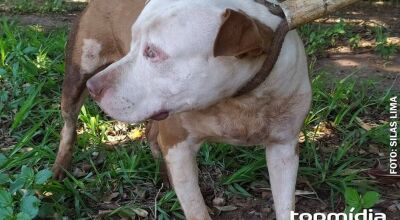 Homem luta com pitbulls para salvar cachorro de ataque em MS