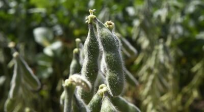 Iagro alerta: quase 1 milh&atilde;o de hectares de soja ainda n&atilde;o foram cadastrados em MS 