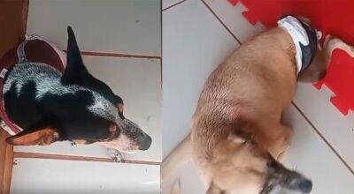 Campanha solid&aacute;ria pede doa&ccedil;&otilde;es de fraldas para c&atilde;es parapl&eacute;gicos
