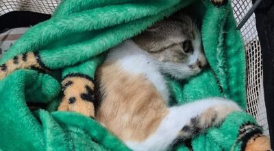Mulher &eacute; presa em flagrante ap&oacute;s jogar gata do 12&ordm; andar em MS