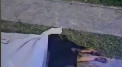 Cachorro &eacute; jogado de pr&eacute;dio e morto por tr&ecirc;s adolescentes  