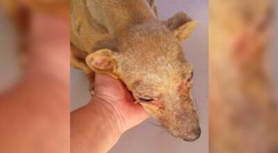 Idoso &eacute; preso por maus-tratos a cachorro e amea&ccedil;as contra vizinha 