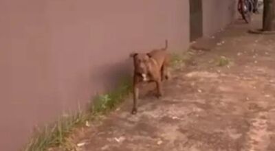 M&eacute;dico &eacute; preso por soltar Pitbull em frente a escola e amea&ccedil;ar PMs 