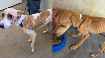 Homem &eacute; preso por maus-tratos a c&atilde;es em MS