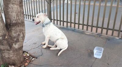 Idoso &eacute; atacado por Pitbull ao defender cachorro em MS