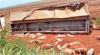 Caminh&atilde;o carregado de porcos tomba e dezenas de animais morrem em MS