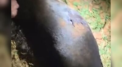 Cachorro &eacute; morto a facadas ao atacar homem em MS
