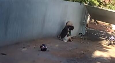 C&atilde;o morre ao defender tutora de ataque de Pitbull em MS