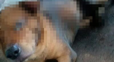Pol&iacute;cia prende suspeito de atear fogo em cachorro com gasolina 