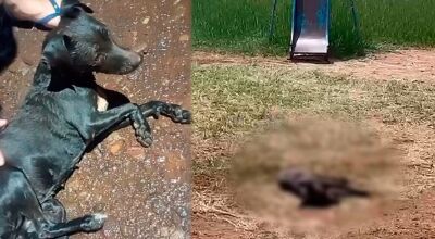 Cadela se afoga em alagamento da chuva e morre em praça 
