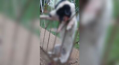 Cachorrinha morta por pitbulls deixa moradores assustados 