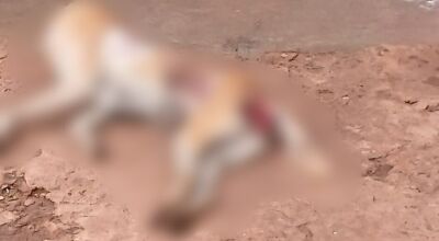 Homem espanca cadela até a morte e acaba preso em MS