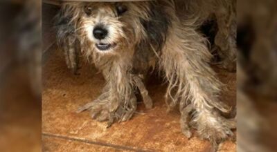 C&atilde;es s&atilde;o encontrados sem &aacute;gua e comida, e dono acaba preso por maus-tratos 