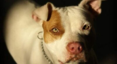 Mulher &eacute; atacada por pitbull e fica gravemente ferida em MS