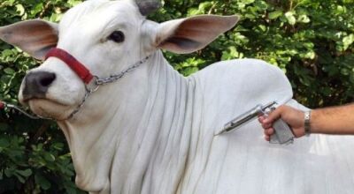 Pecuaristas devem vacinar o rebanho contra brucelose no Estado