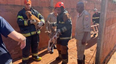 Pitbulls invadem casa, matam cadela e mobilizam opera&ccedil;&atilde;o de resgate 