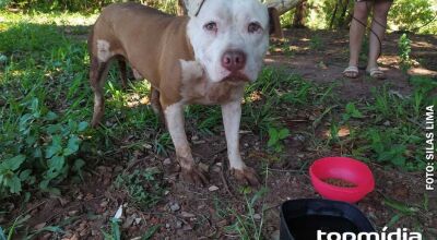 Crian&ccedil;a de 8 anos &eacute; atacada por pit bull e pode perder audi&ccedil;&atilde;o 