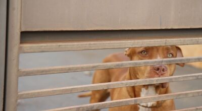 Pitbull ataca pintinhos e mata cachorro dentro de resid&ecirc;ncia 